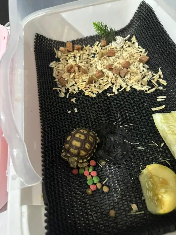 Kura sulcata baby