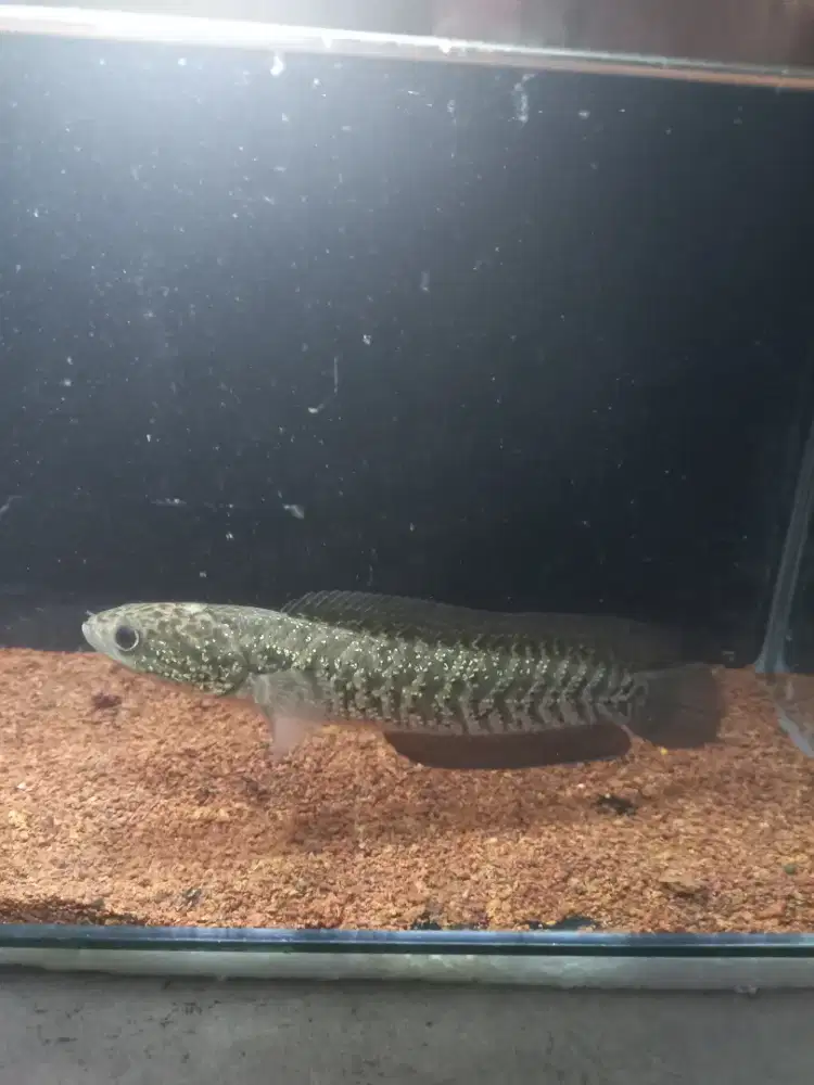 Jual ikan channa Asiatica