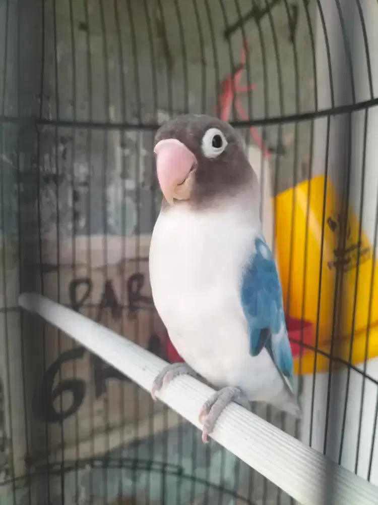Burung love bird Blue series mulus