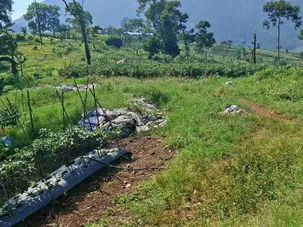 Murah!! Tanah Matang Cocok untuk kebun dan Villa di Cijapati