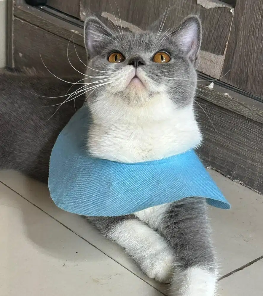 Kucing british shorthair bsh british shorthair