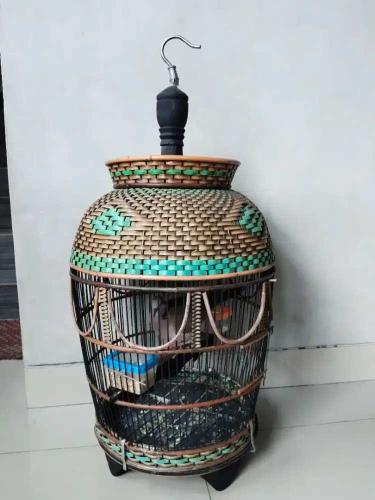 Jual brorongan 2 ekor burung kukur sama crukcuk  bwa sama kandang ya