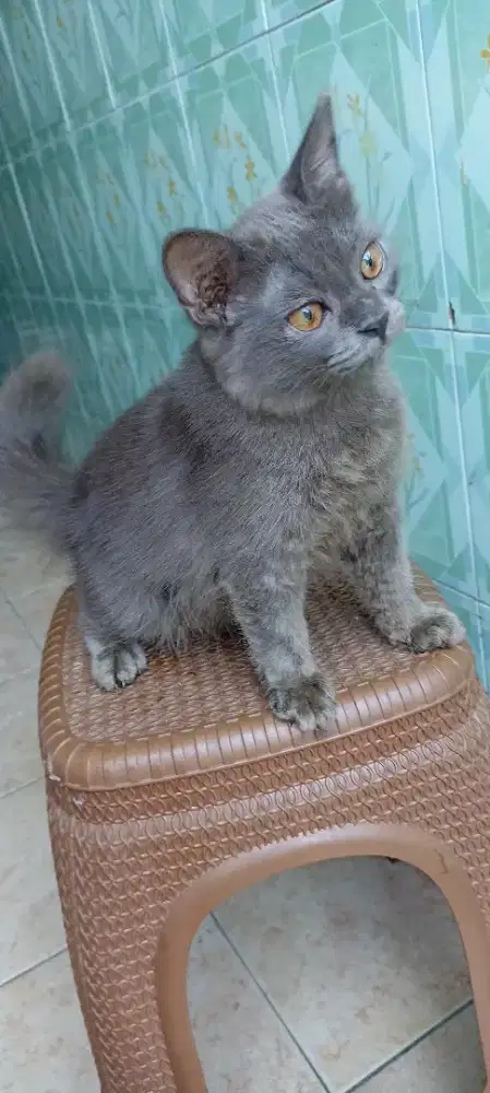 Kucing mix BSH jantan deltasari