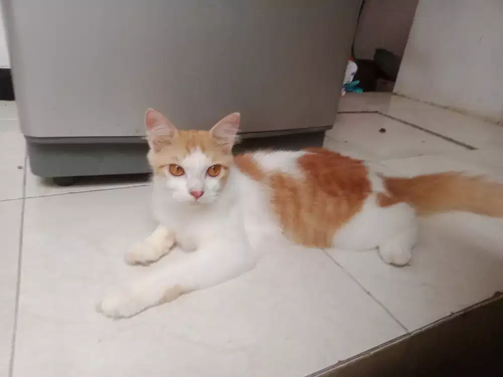 Kucing Persia Jantan 6bln, Sehat Lincah, Lucu, Siap Pejantan