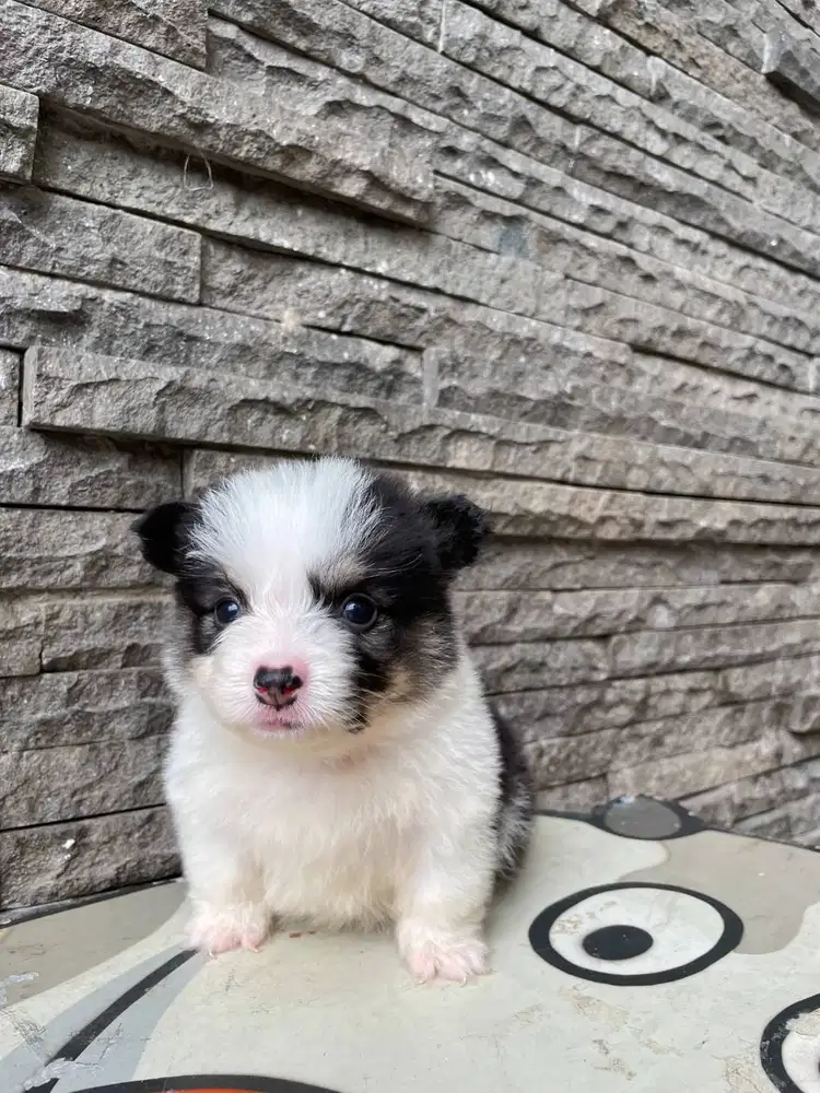 Jual Miracle Marshall of Kaizen Tiny Male Tricolor Fluffy Corgi SuperQ