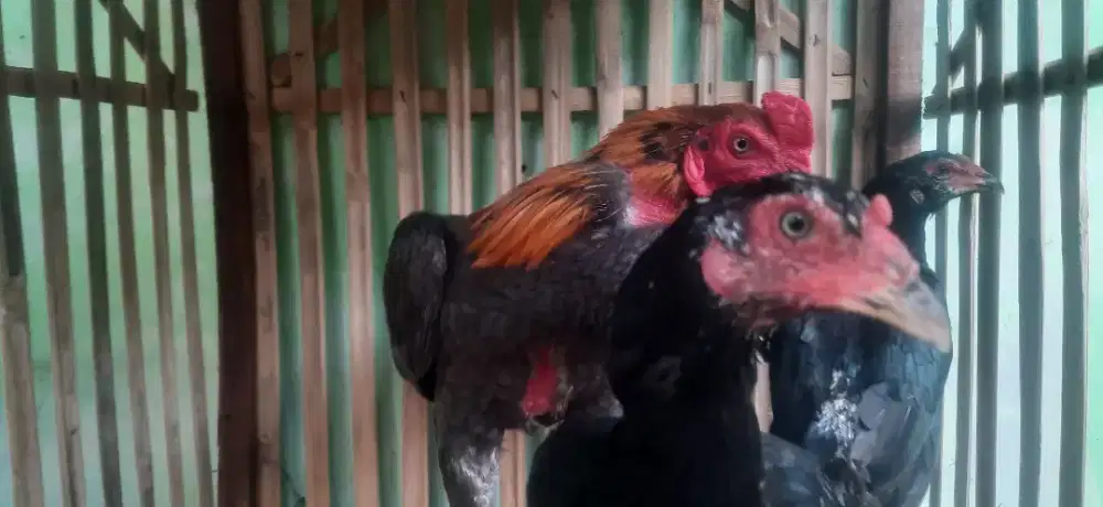 Ayam bangkok jual borongan