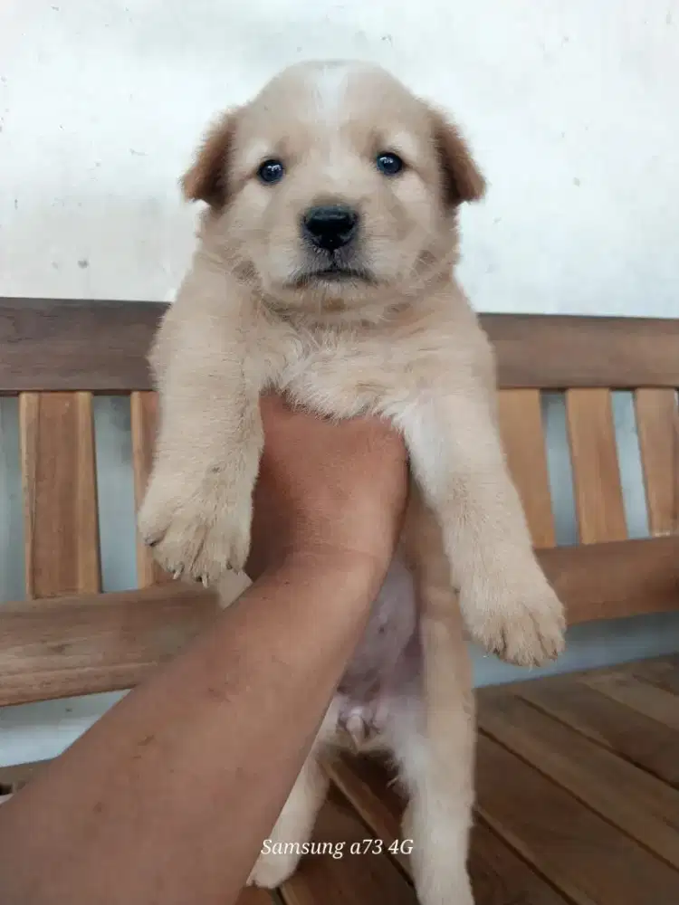 Anakan anjing ras mix