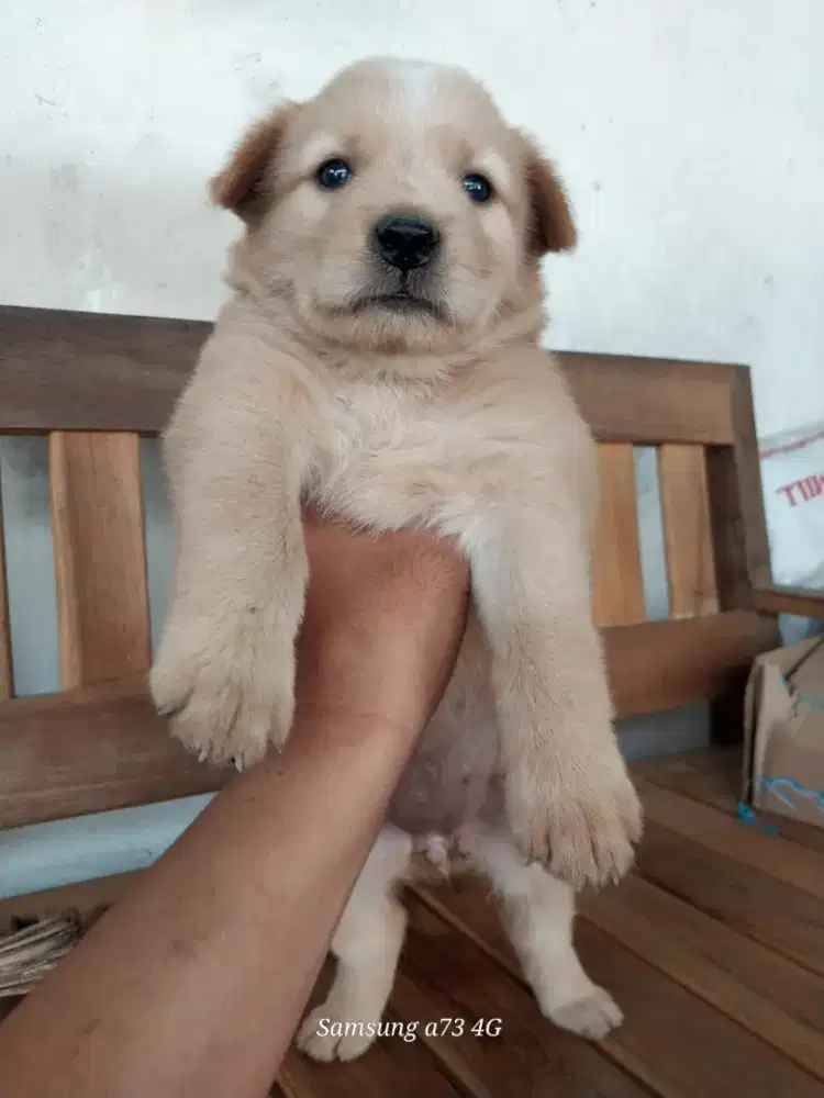 Anakan anjing ras mix
