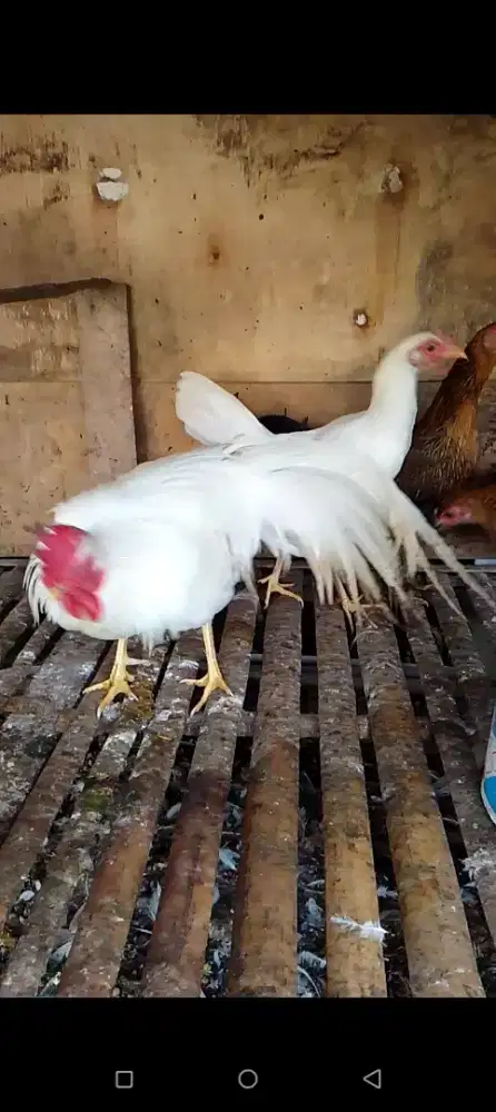 Ayam Jepang Ekor Panjang