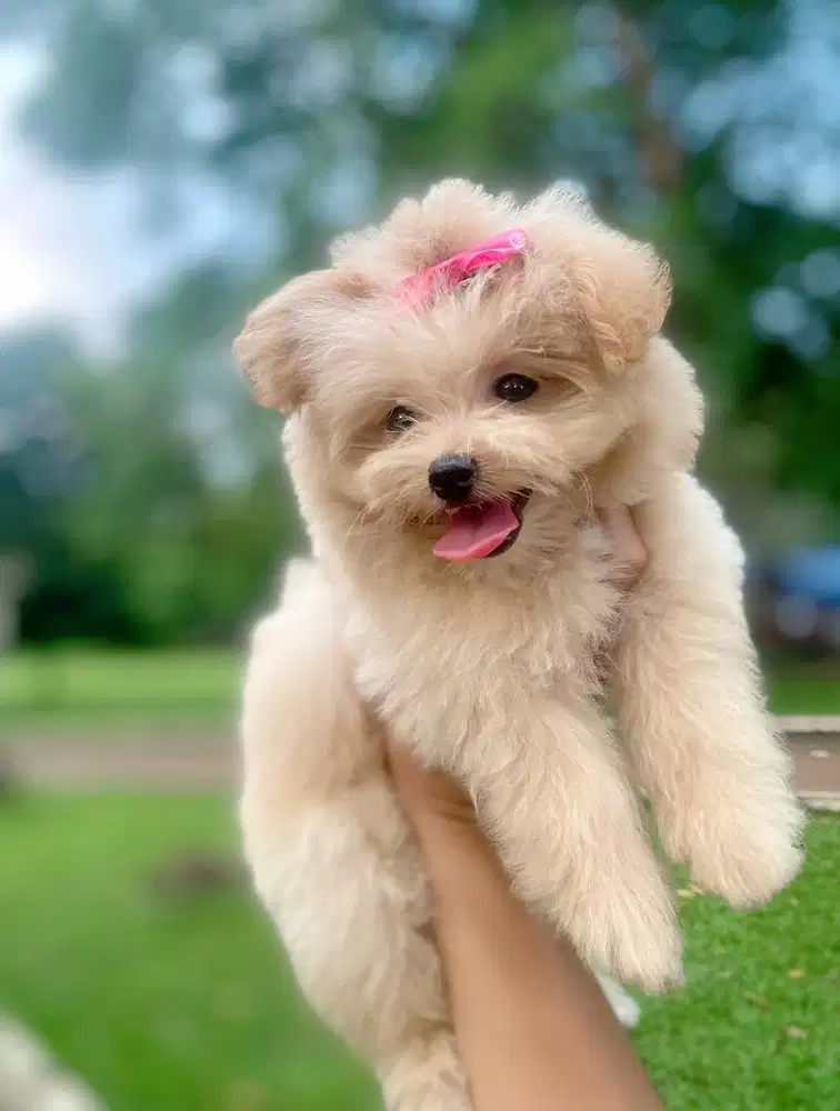 Dijual anak anjing podle mix minipom
