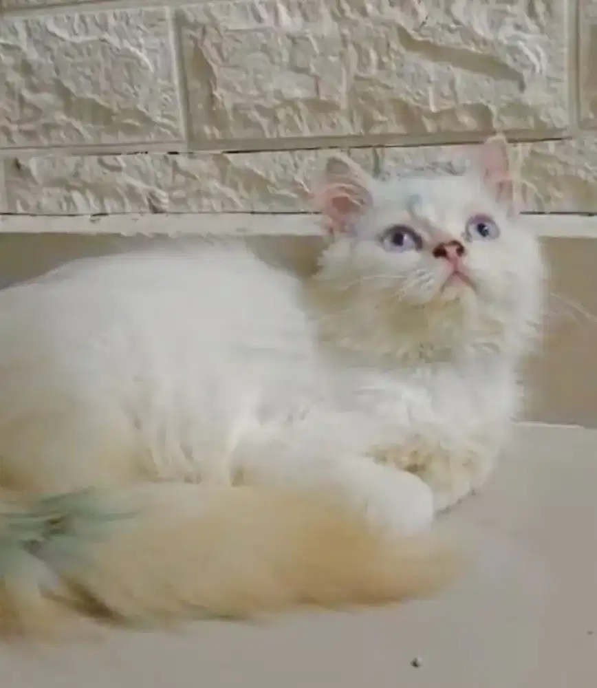Kitten ragdoll jantan