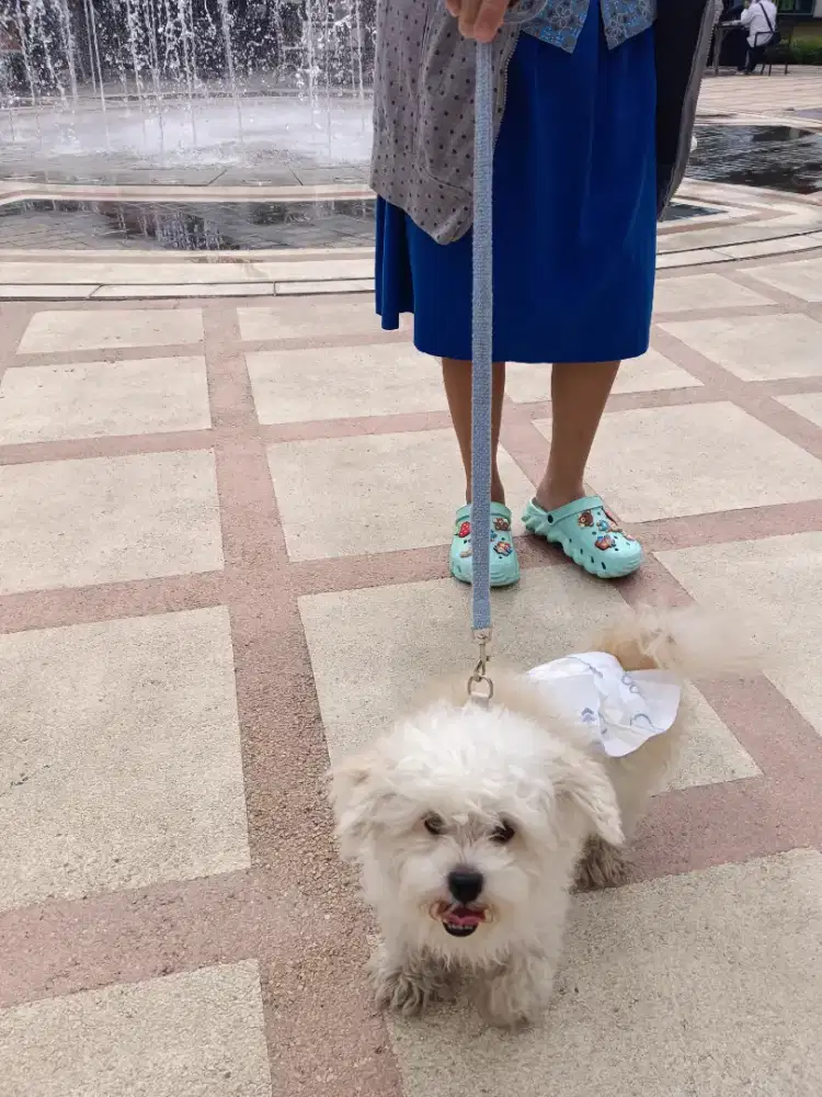 White Breed Maltese