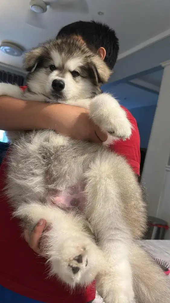 Baby Alaskan Malamute