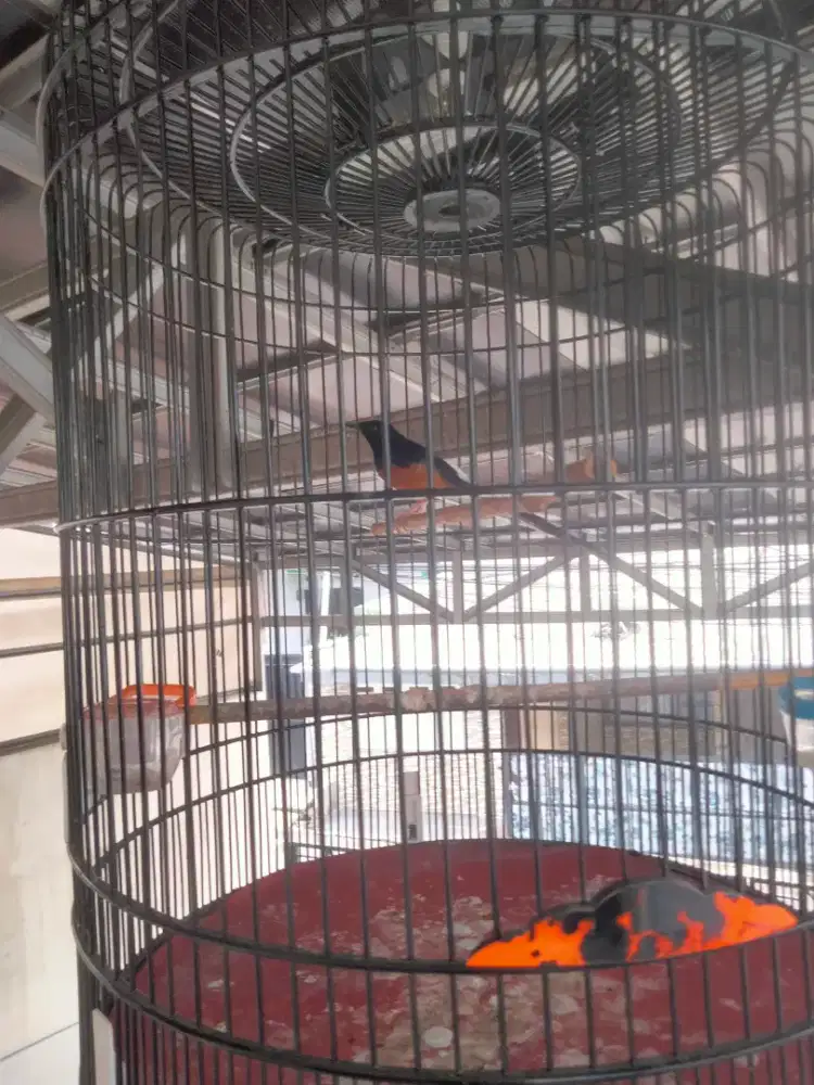 Burung murai Medan