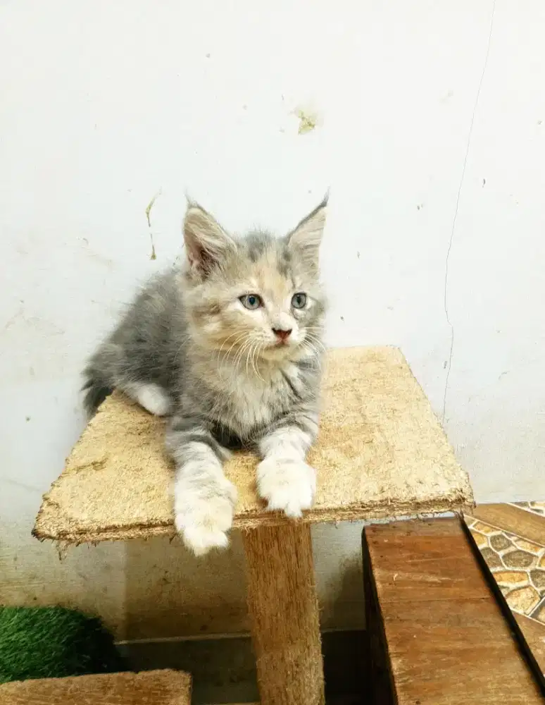 Kitten MaineCoon Betina Pure No mix.