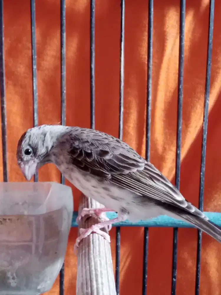 Burung sanger betina nelor