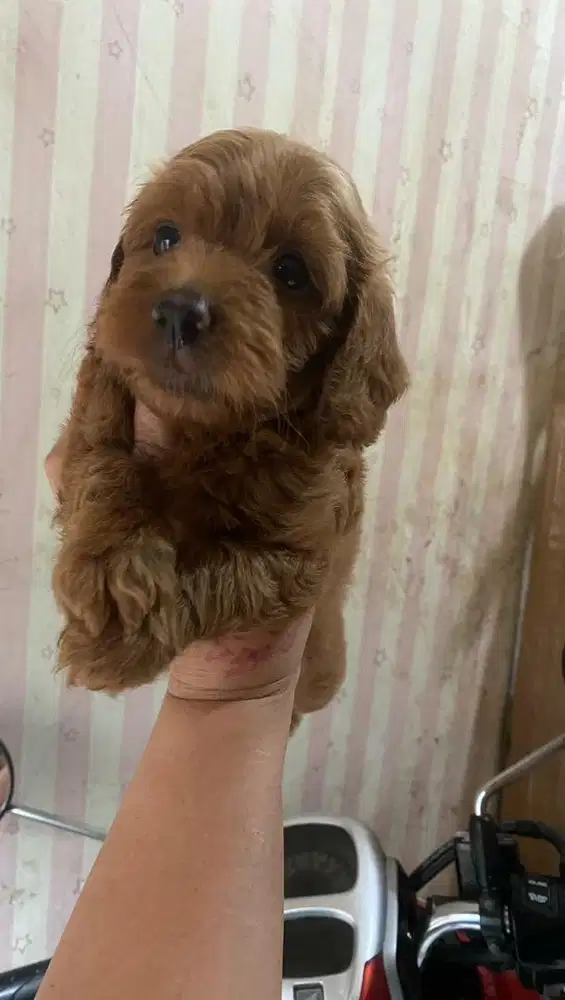 Red toy poodle Jantan