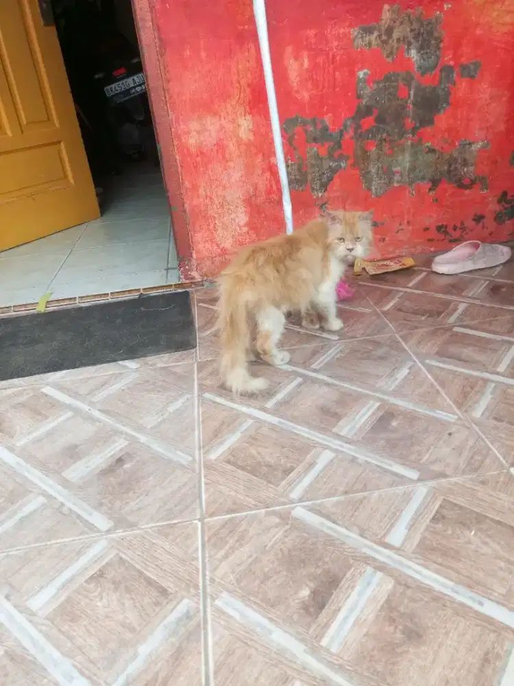 Kucing betina Persia dewasa warna oyen putih
