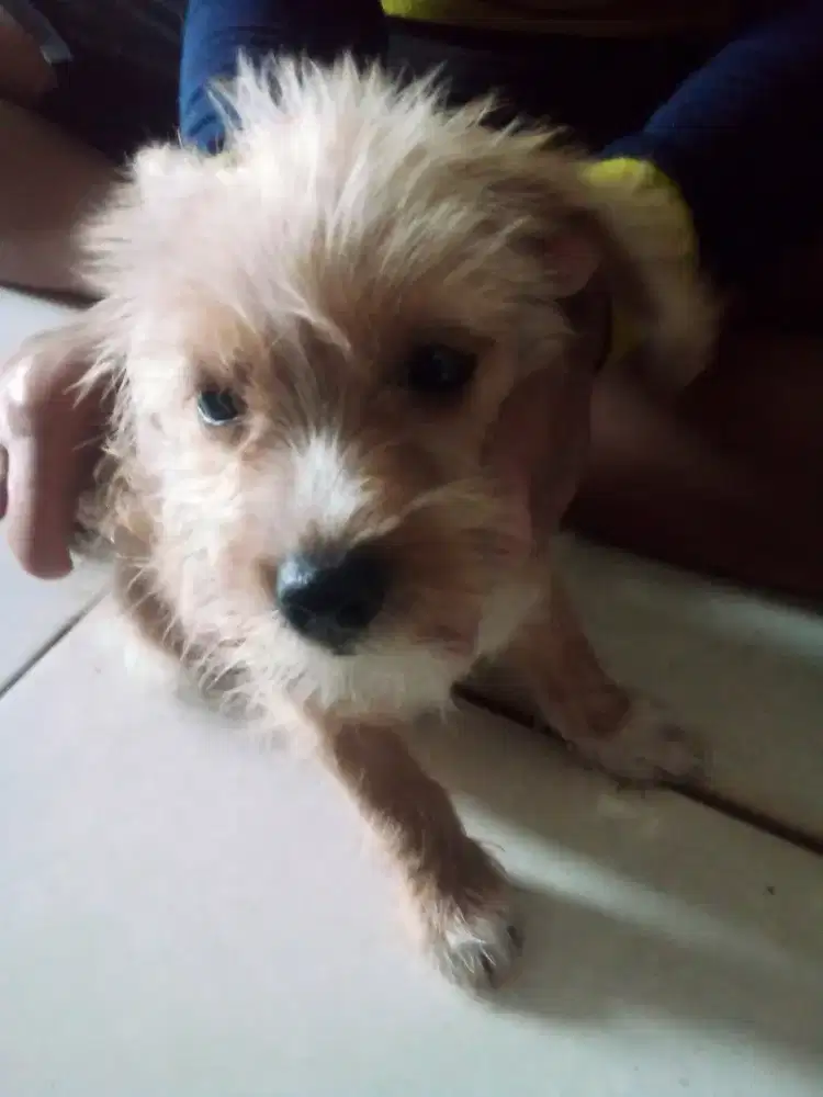 Anak anjing ras kecil long hair