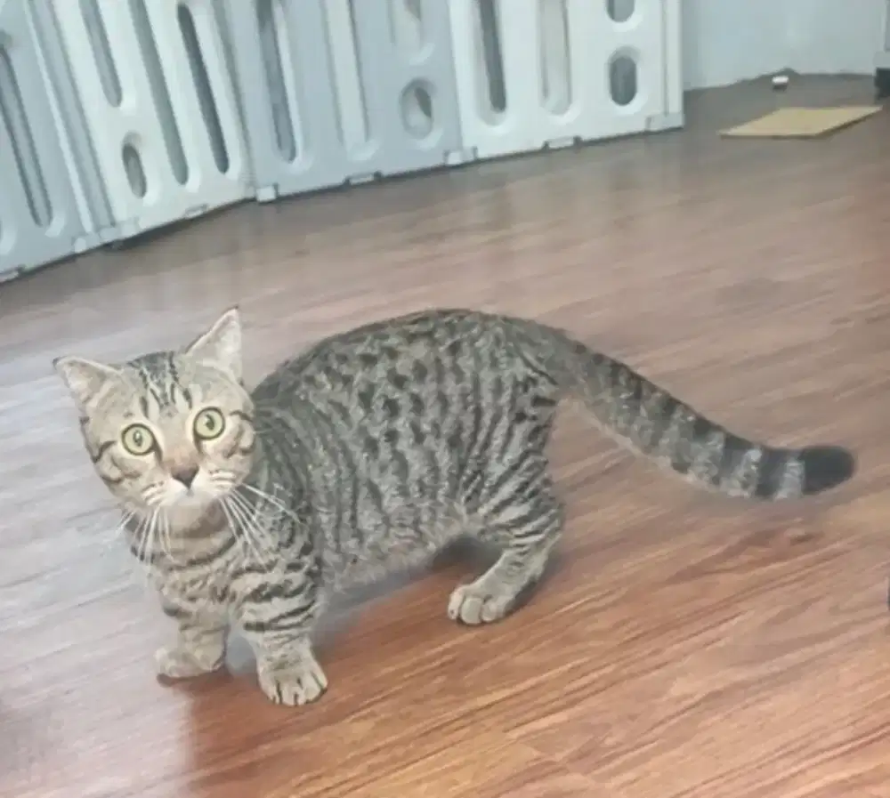 Kucing Munchkin jantan
