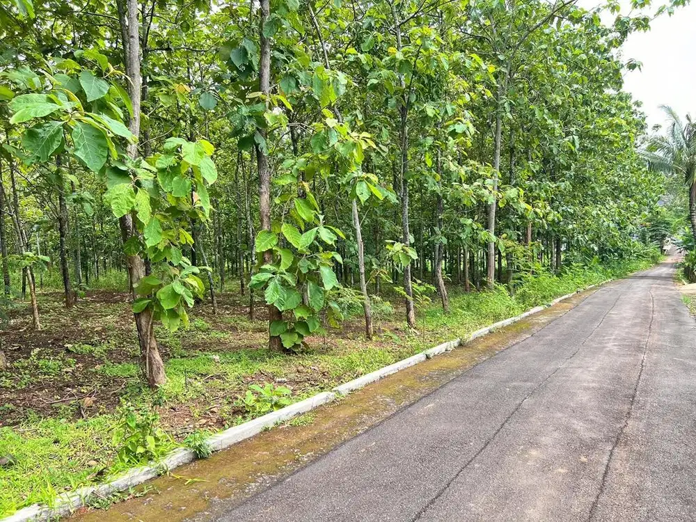 Kebun Jati Subur&Datar Kerjo Karanganyar