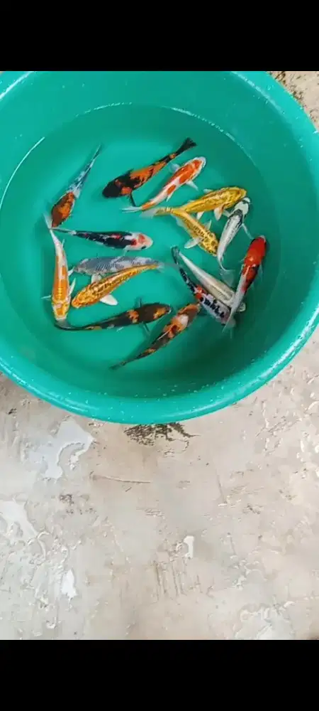 Koi mix 15 ekor