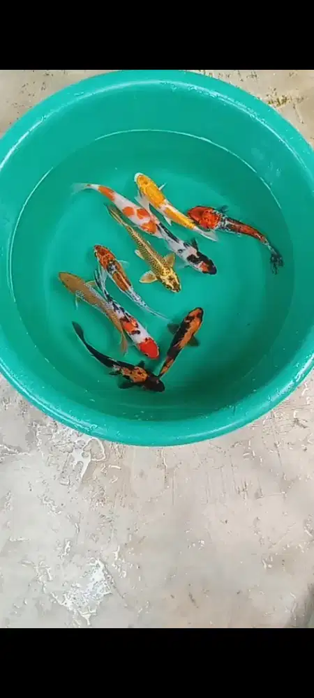 Koi mix 14-15 cm