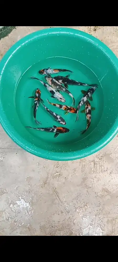 Koi Shiro & showa
