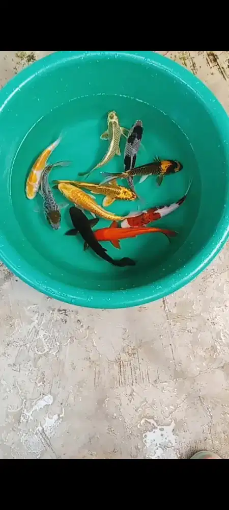 Koi mix 10 ekor