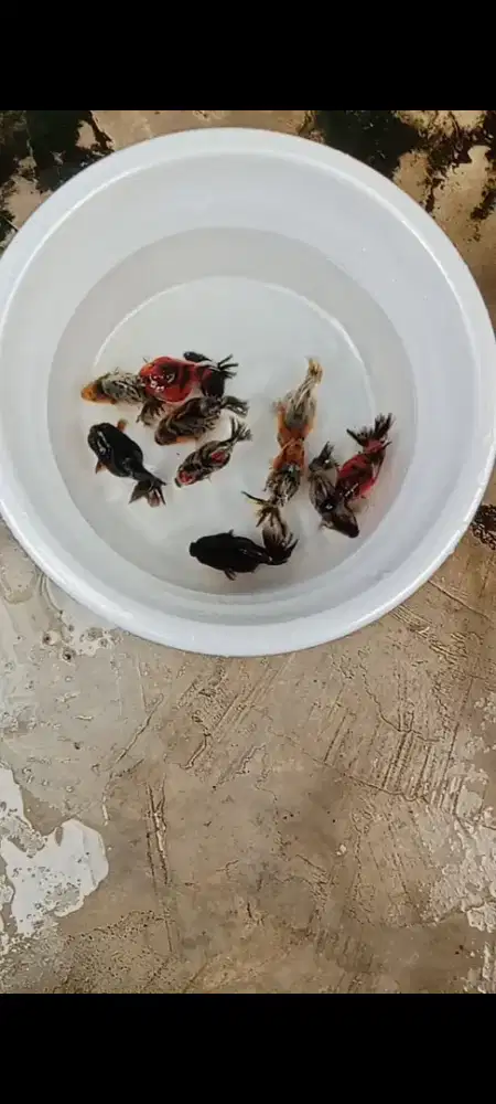 Koki ost calico