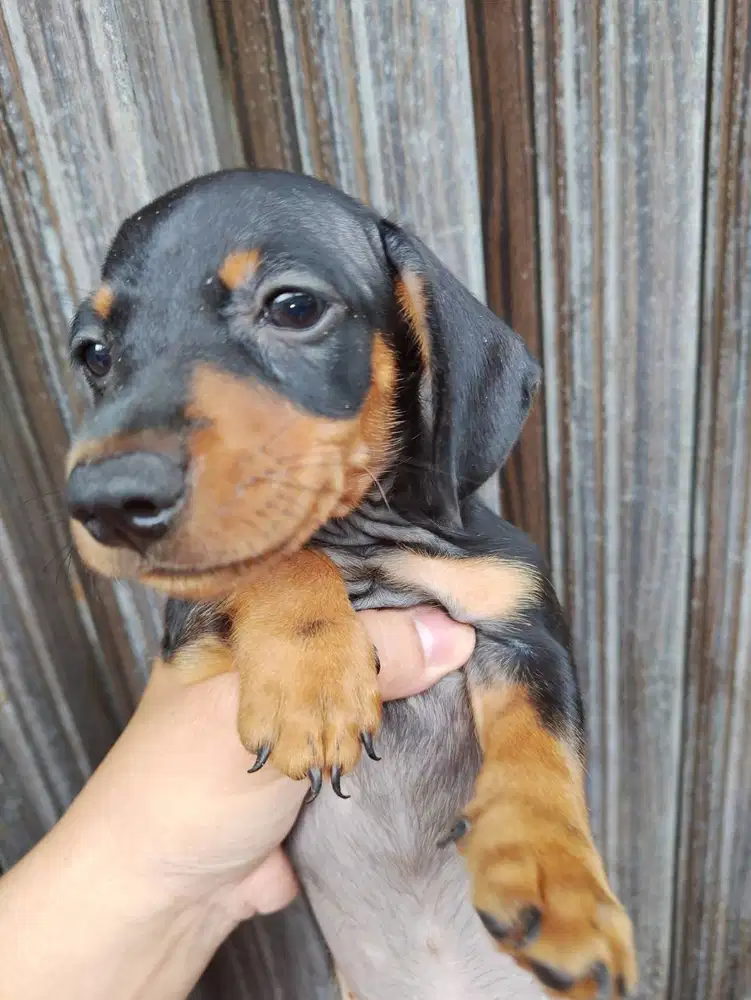jual tekel/dachshund 3 bulan, blacktan, non-STB, no-VACC, dob 13/3/26