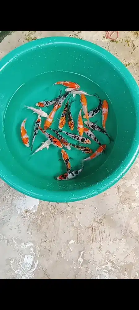 Koi mix 25 ekor