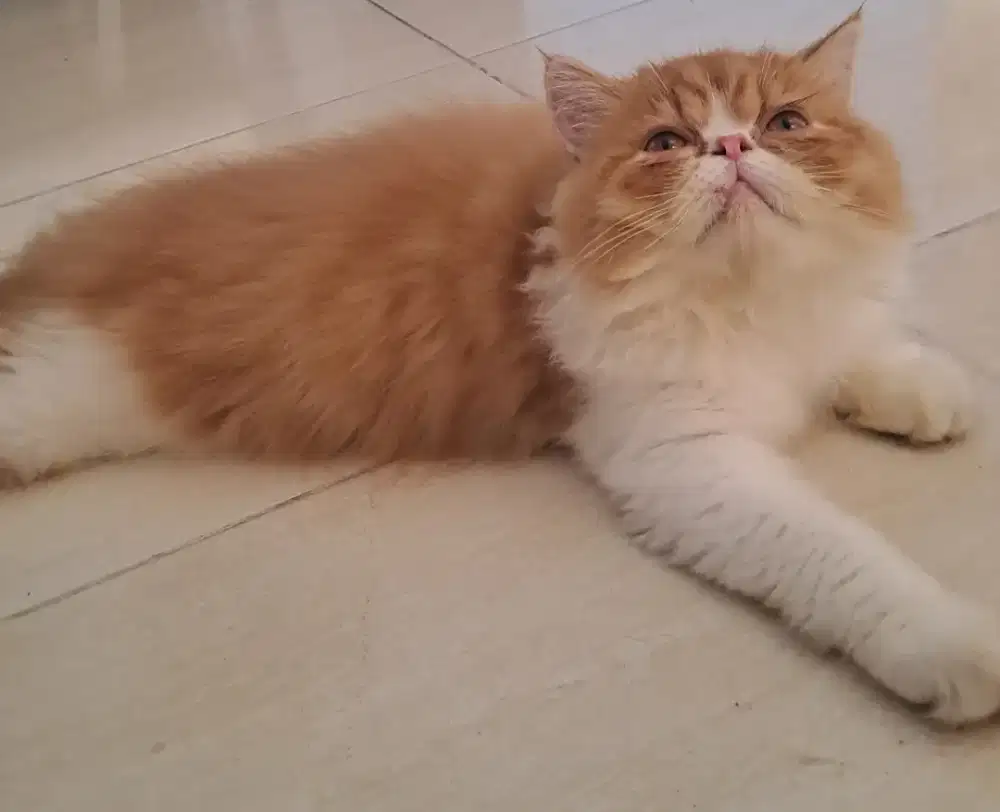 Lepas adopsi persia peaknose
