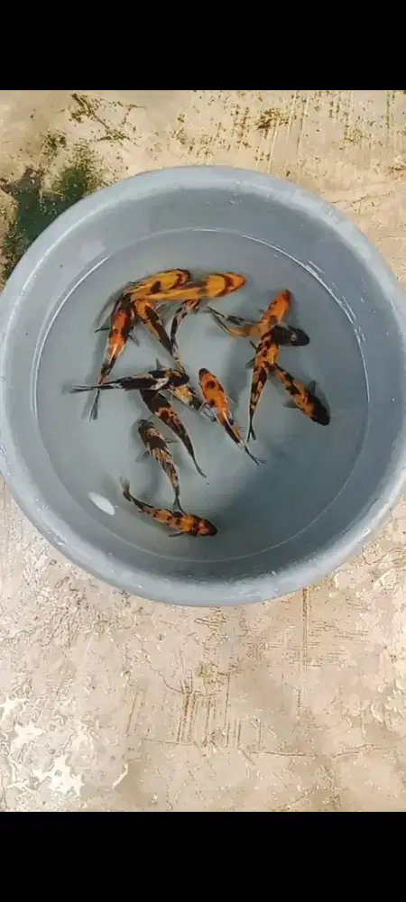 Koi Showa utsuri