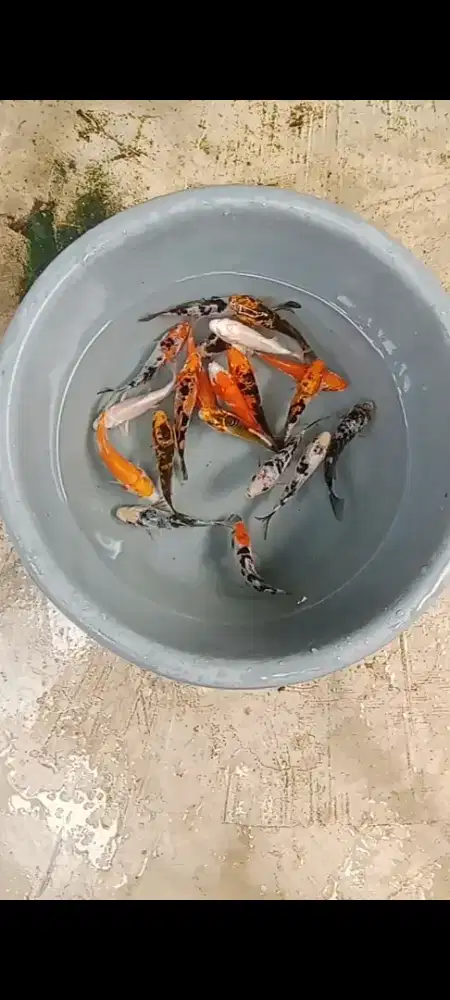 Koi mix 20 ekor