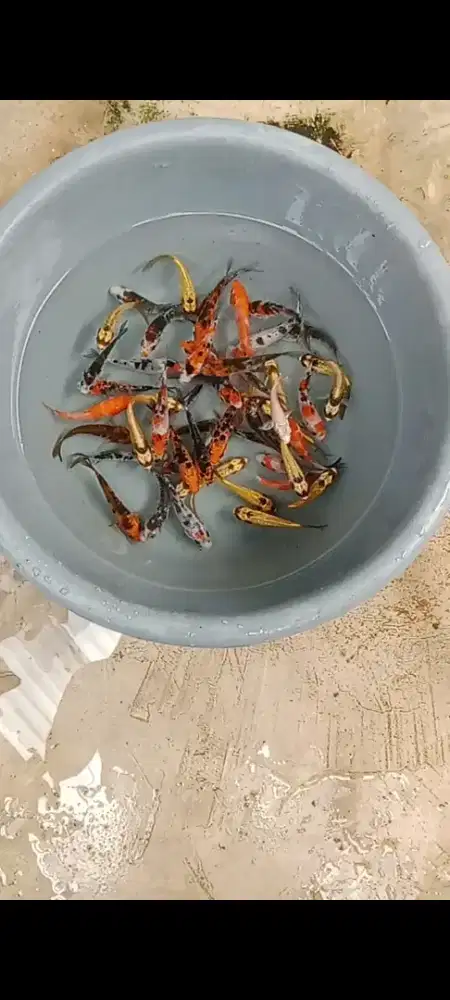 Koi mix 50 ekor