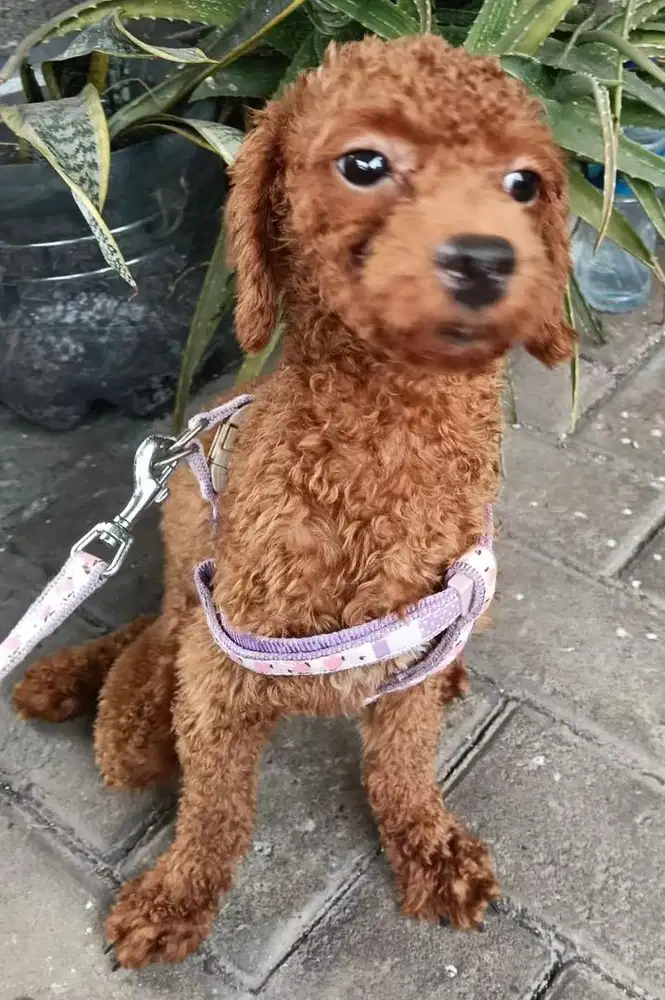 open adop poodle cew & cow krn mau pindahan keluar kota