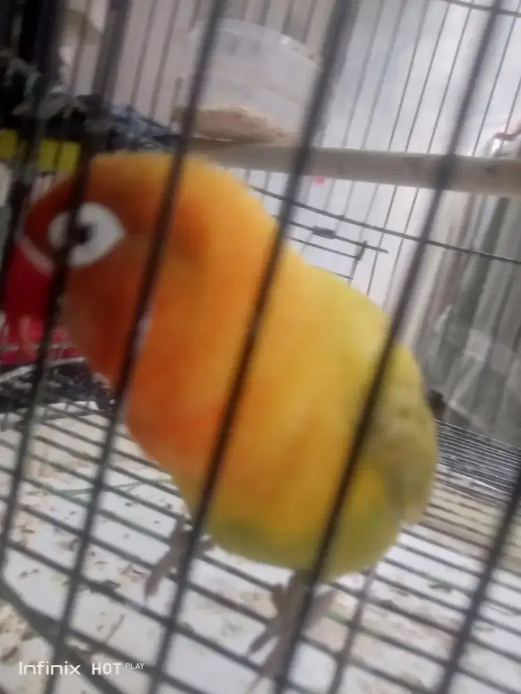 burung love bird Malika gacor full set