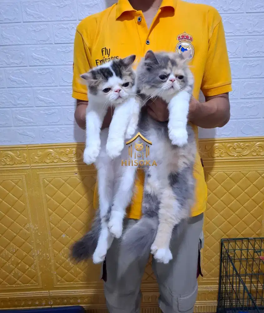 Kucing persian peaknose jantan & betina 3 bln