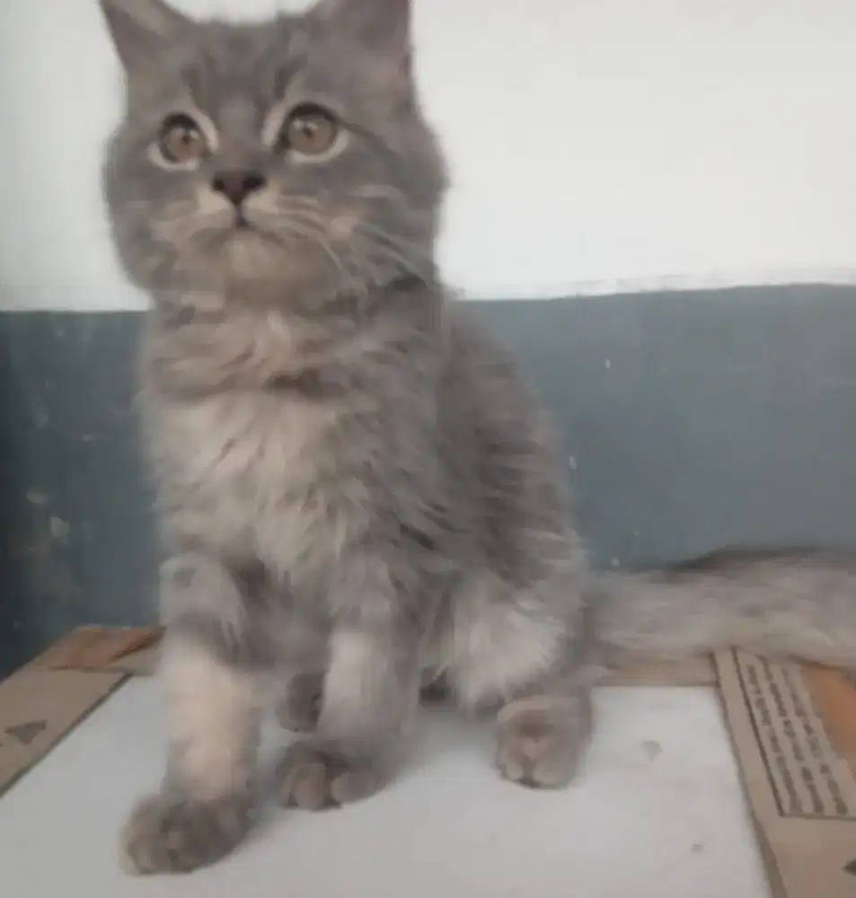 Kitten persia jantan
