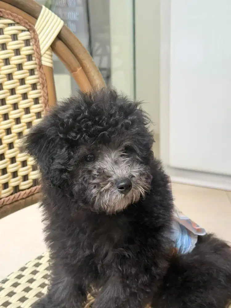 Toy Poddle Silver