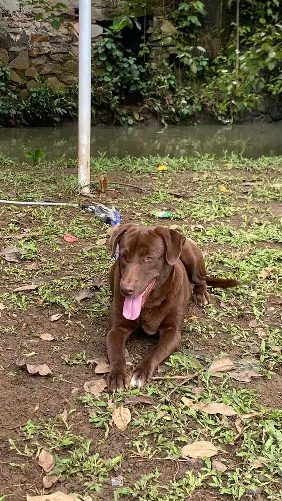Black Labrador x English Cream Retriever