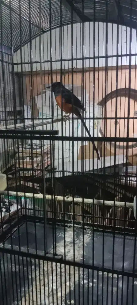 Dijual cepat murai nya bos