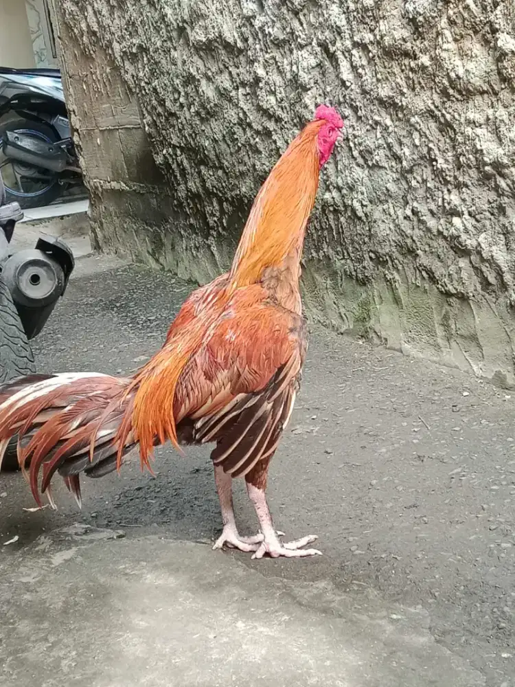 Ayam bangkok trah juara
