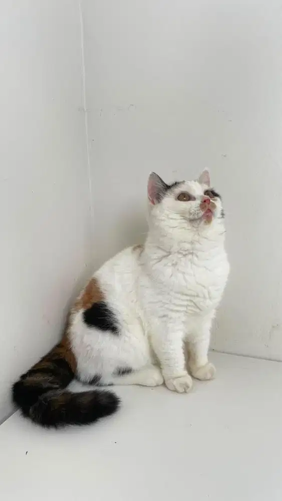 BSH PURE CALICO BLACK