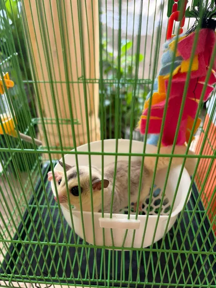 Sugar Glider Mozaik Gemoy Bonus Kandang Lengkap dan Mainan