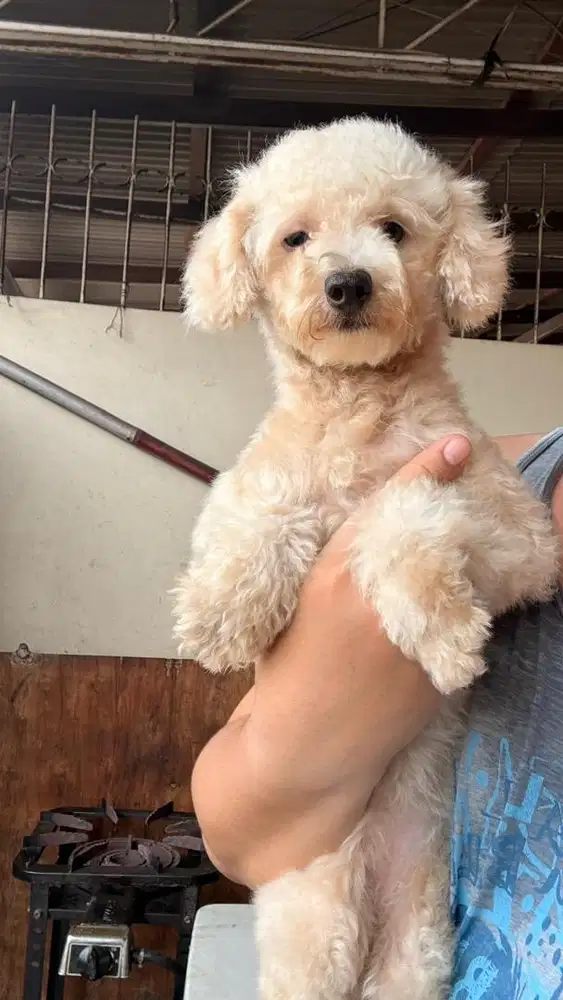 Toy poodle umur 1th betina siap kawin