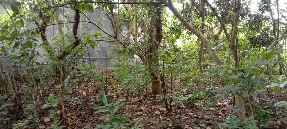 Dijual Tanah luas 200m persegi
