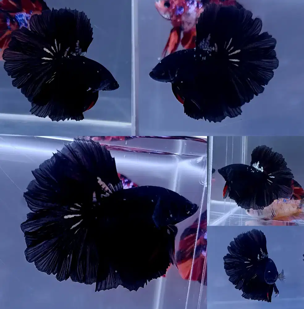 ikan cupang hm black series rosetail