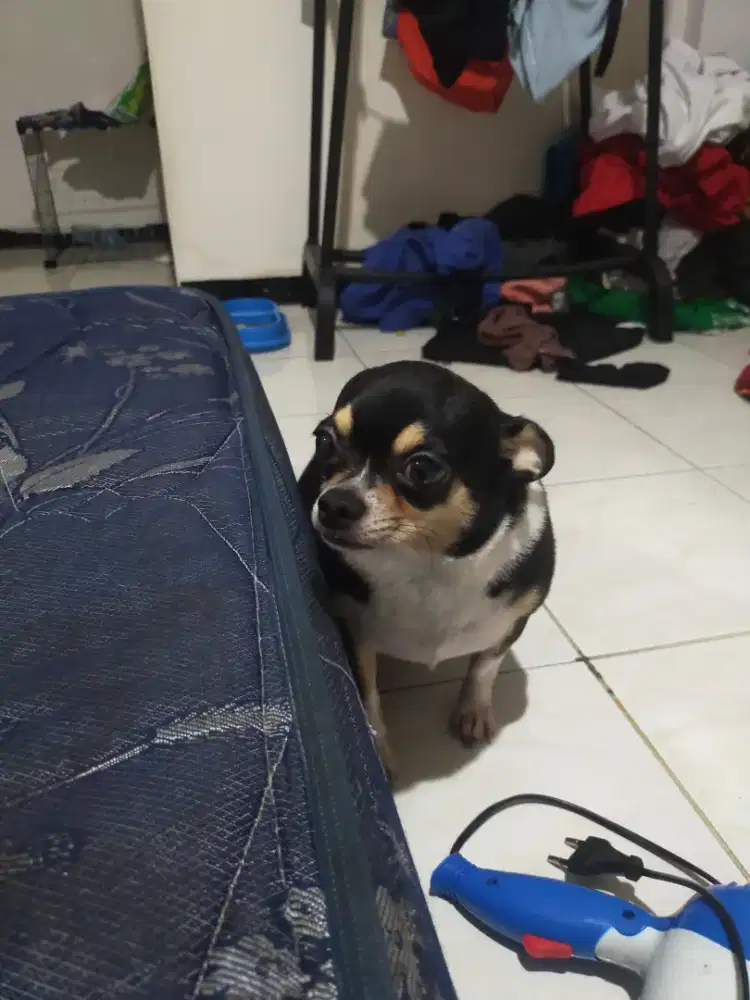 anjing chuwawa sehat terawat